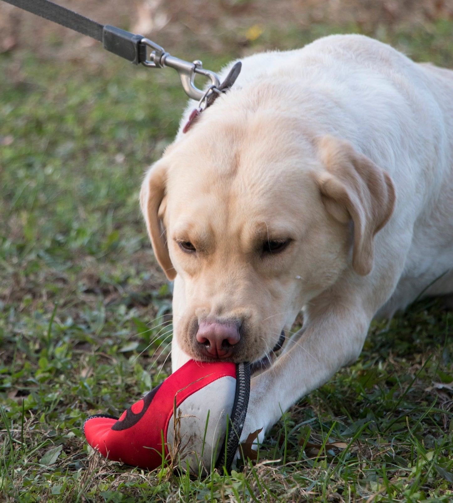 Active-Life Extreme Neoprene Floatation Frisbee Chew-Tough Dog Toy